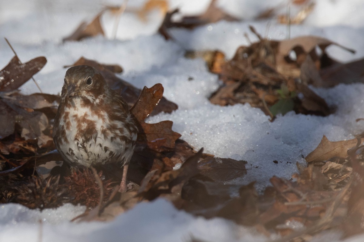 Fox Sparrow - ML614951270