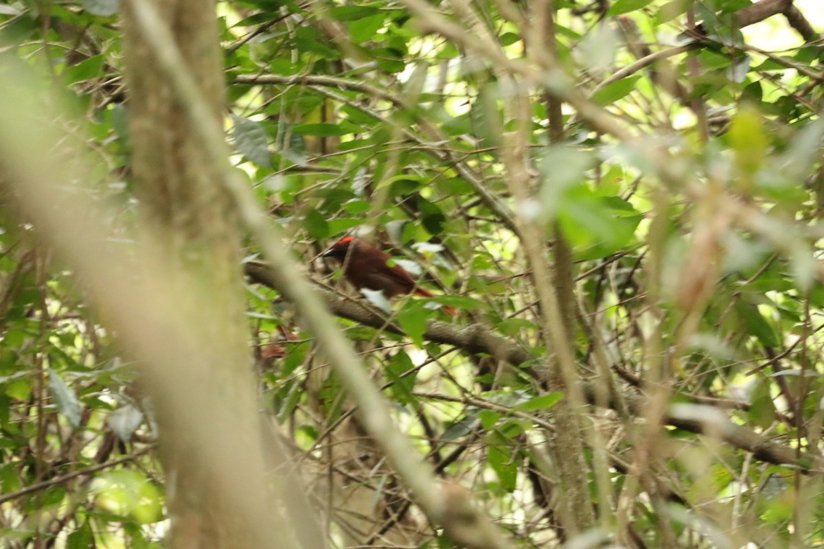 Red-crowned Ant-Tanager (Red) - ML614951389