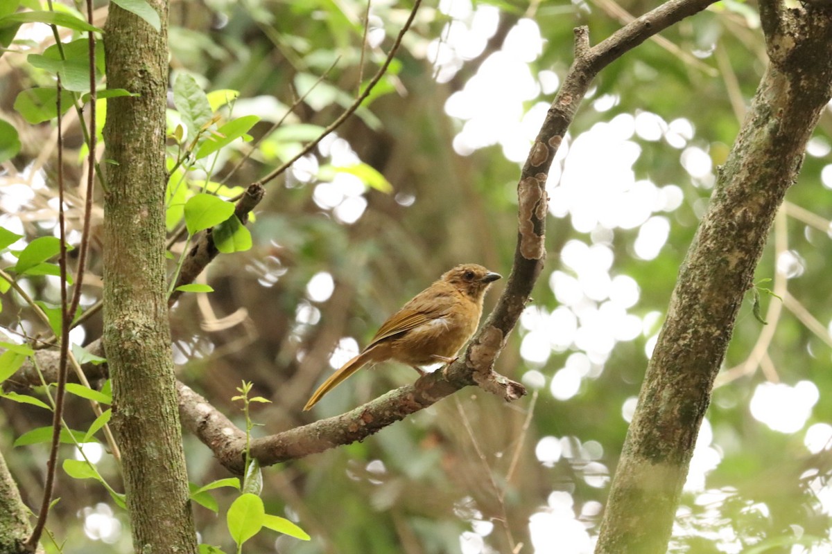 Red-crowned Ant-Tanager (Red) - ML614951391