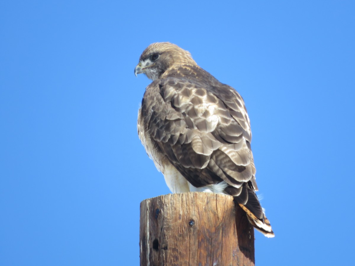 Red-tailed Hawk - ML614951401