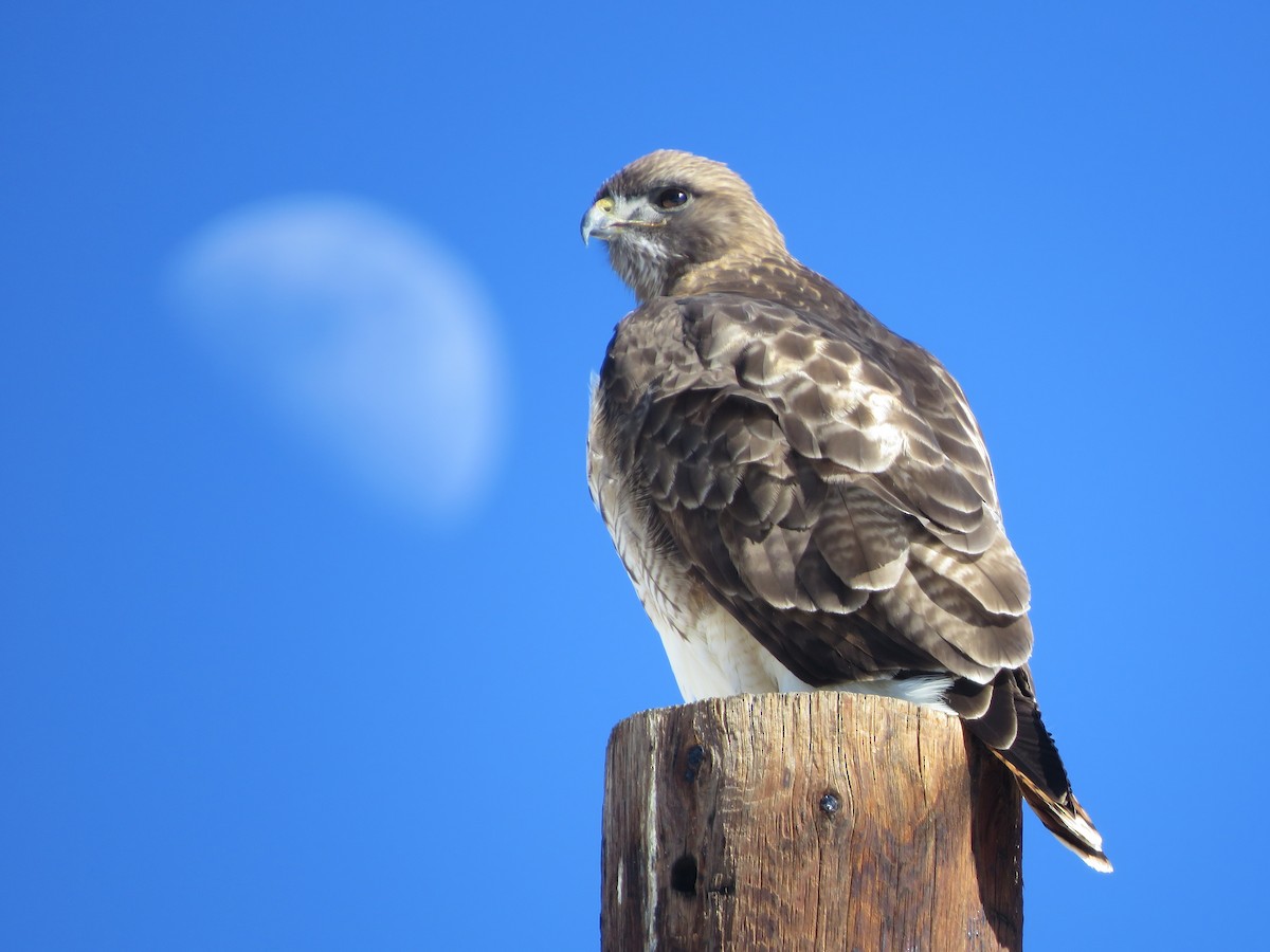 Red-tailed Hawk - ML614951402