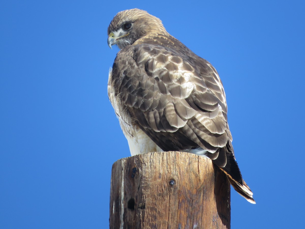 Red-tailed Hawk - ML614951403