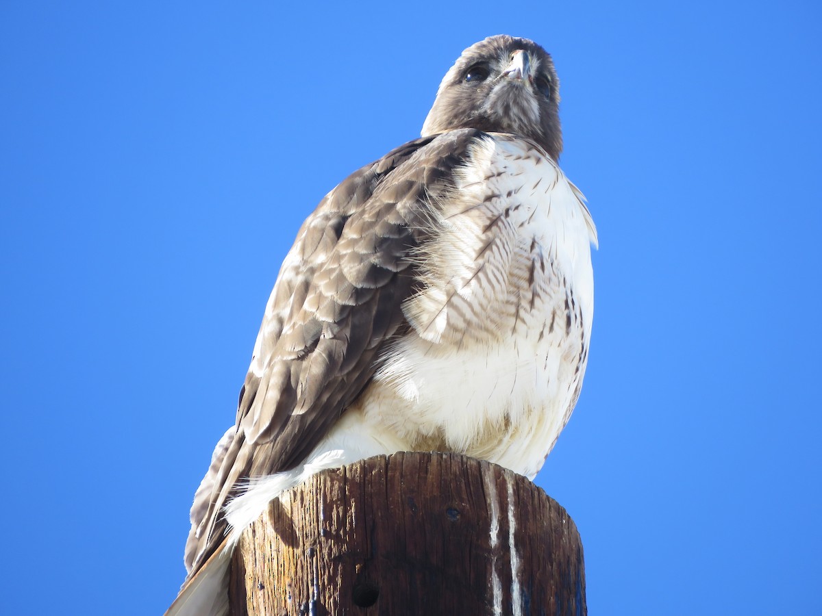 Red-tailed Hawk - ML614951404