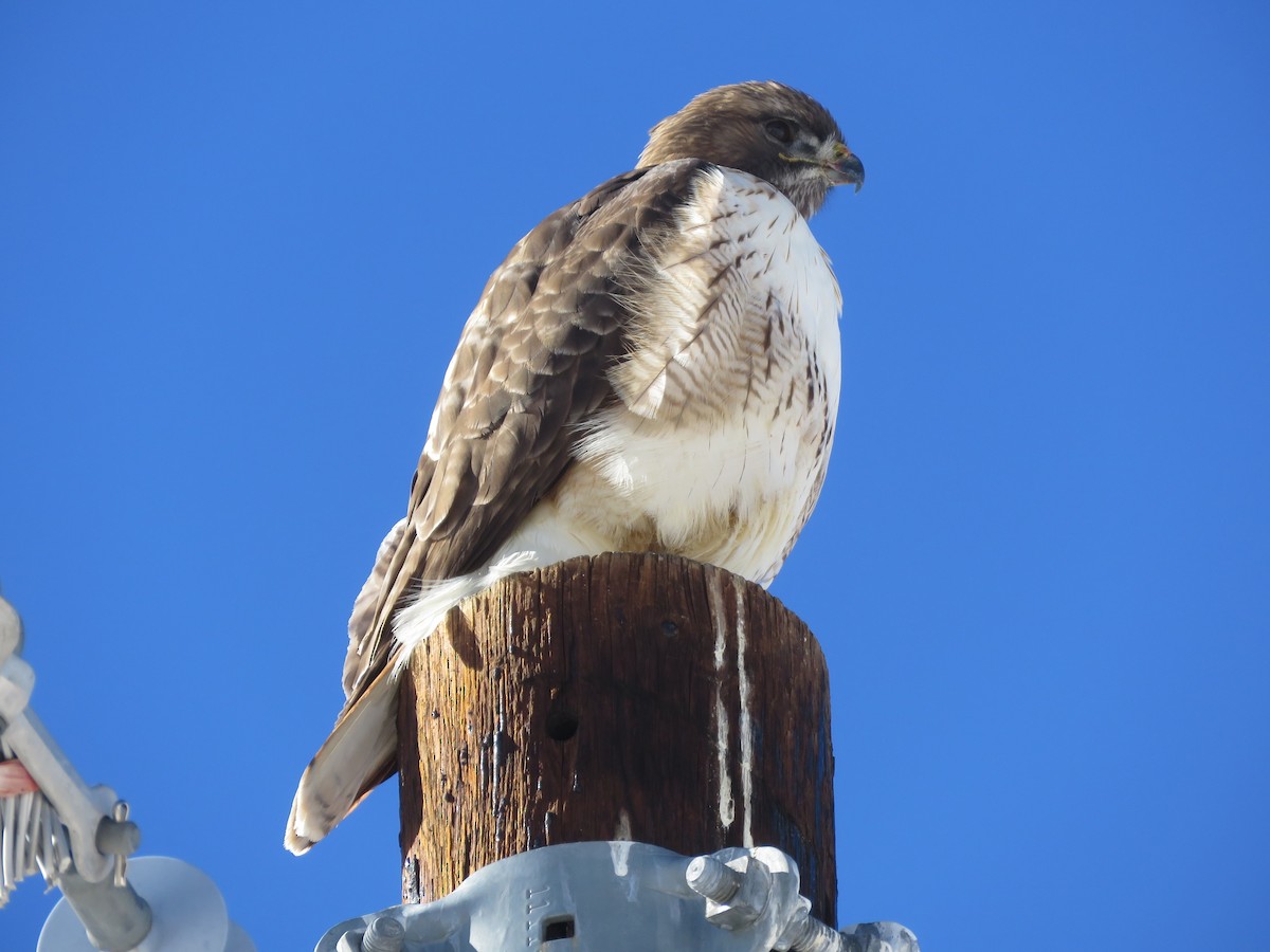 Red-tailed Hawk - ML614951405