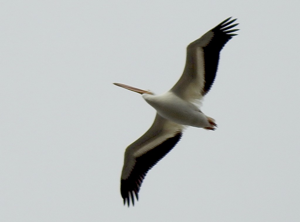 American White Pelican - Helen Baines