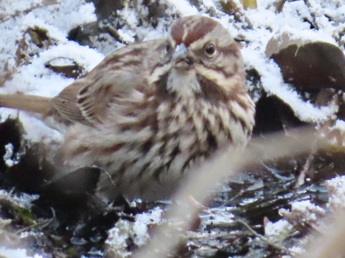 Song Sparrow - ML614951460