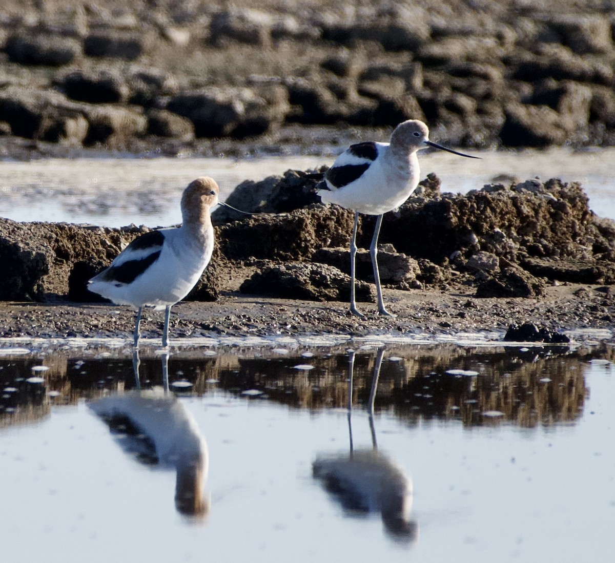 Avocette d'Amérique - ML614951476