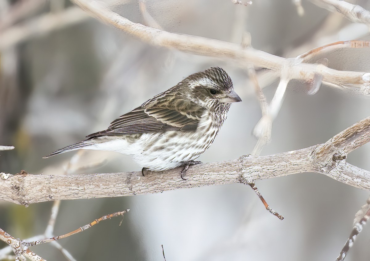 Purple Finch - Annie McLeod