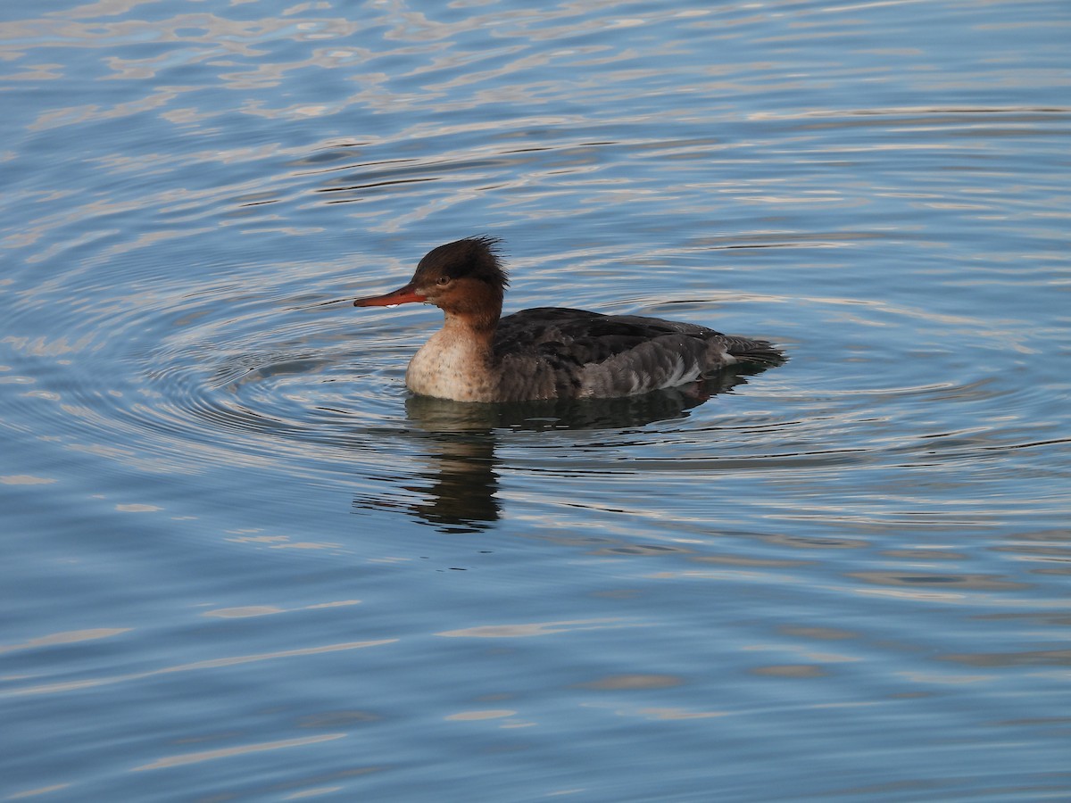 Red-breasted Merganser - Janine Steffan