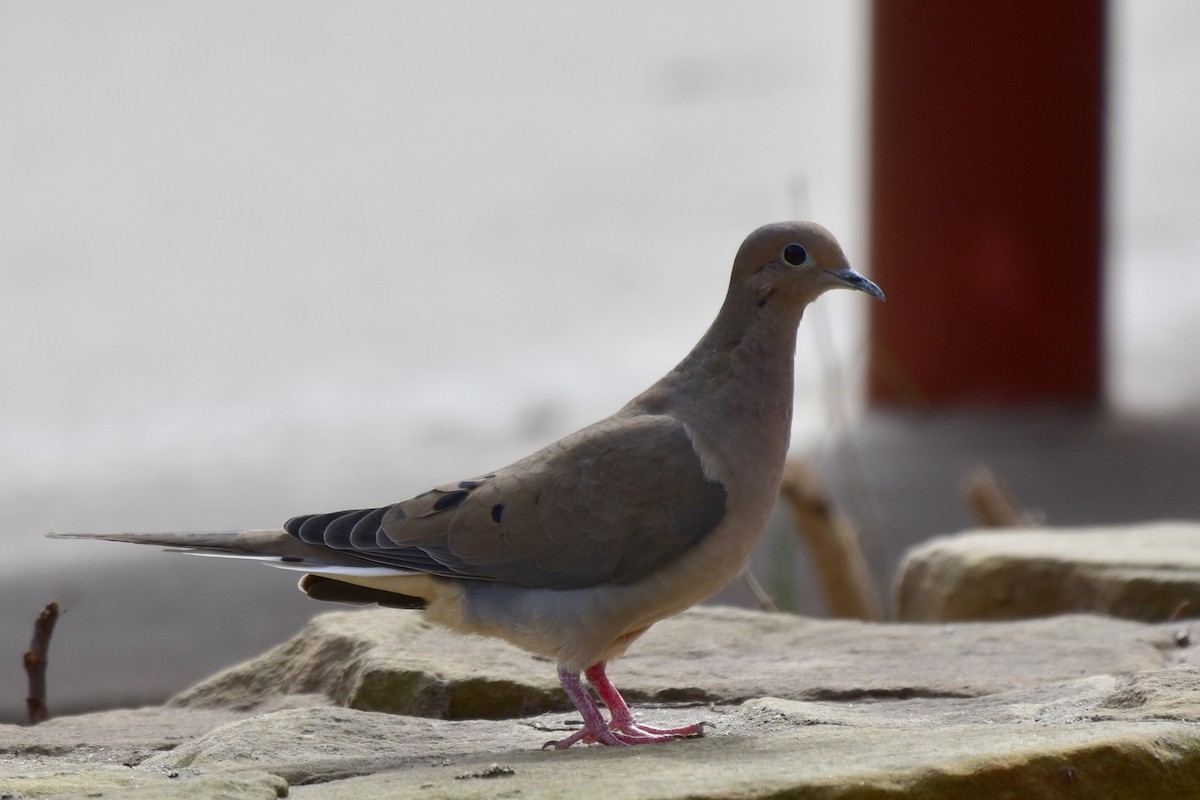 Mourning Dove - Michael Strzelecki