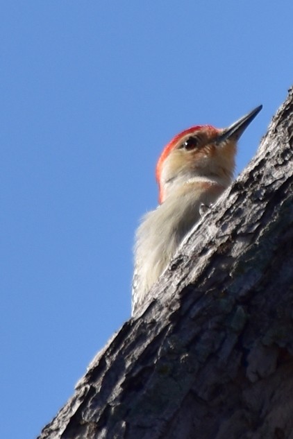 Red-bellied Woodpecker - ML614951552