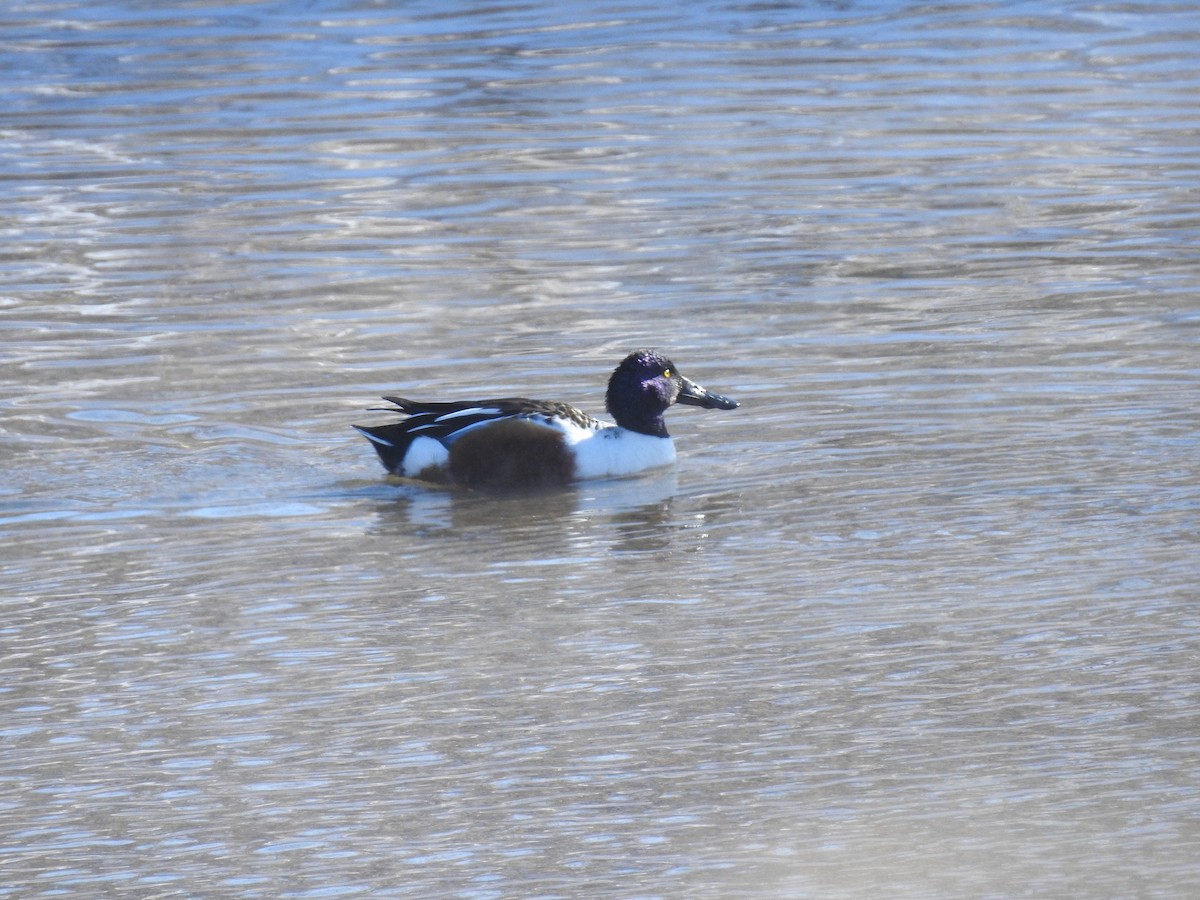 Northern Shoveler - ML614951555