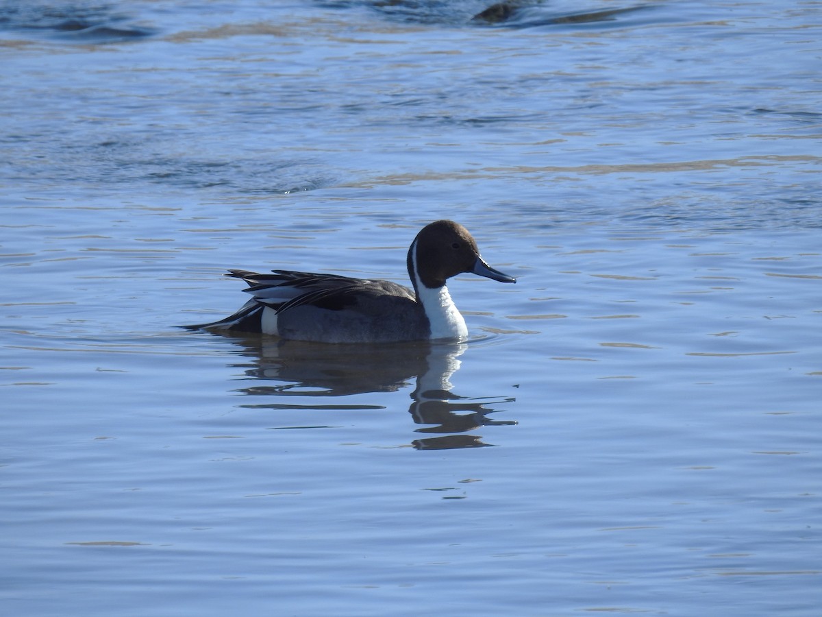 Northern Pintail - ML614951561