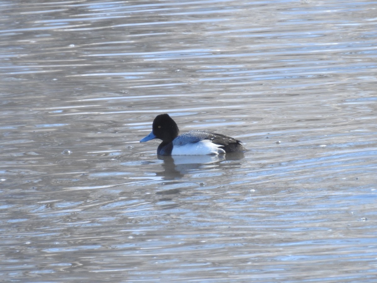 Lesser Scaup - ML614951566