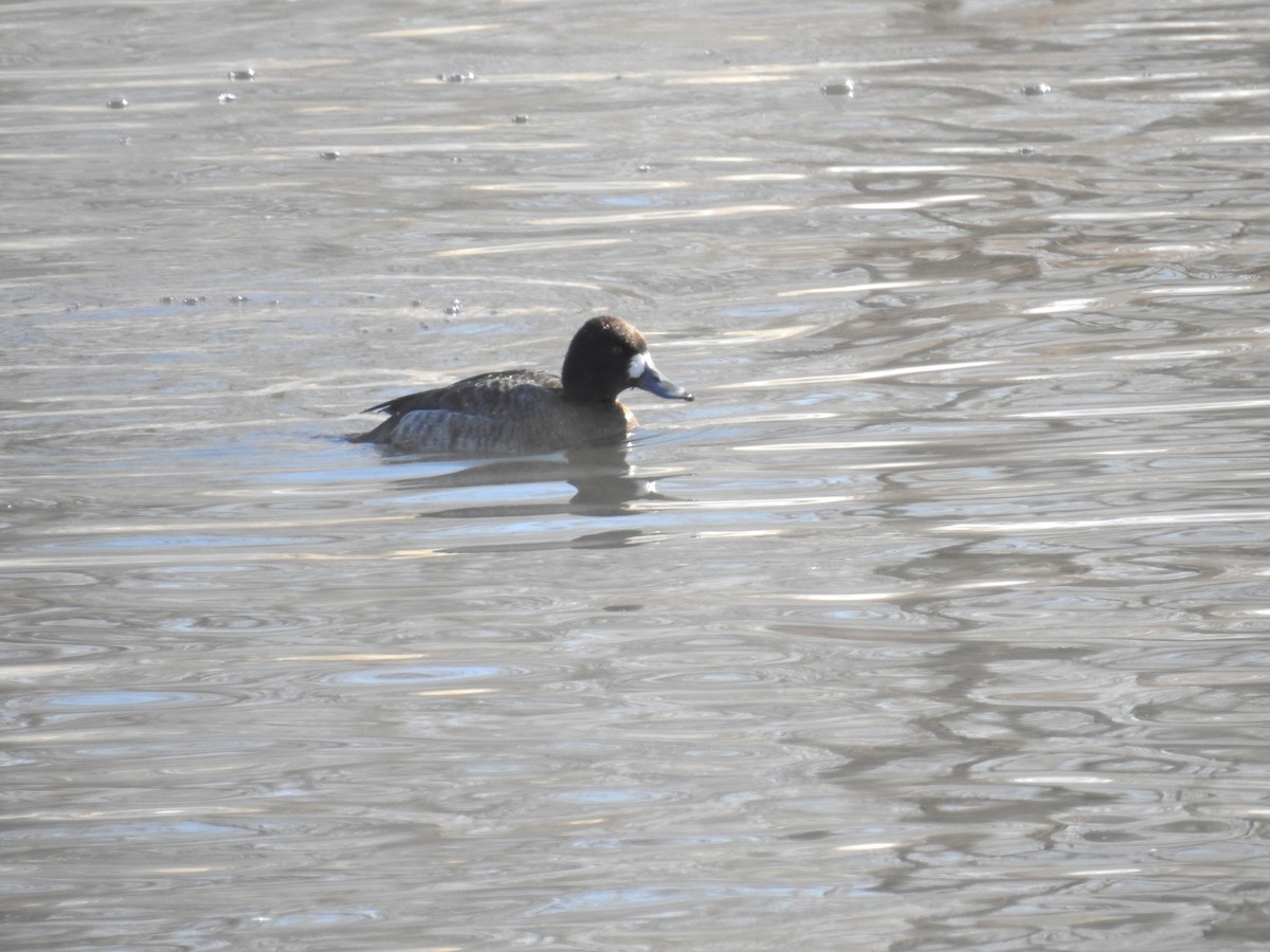 Lesser Scaup - Jane Baryames