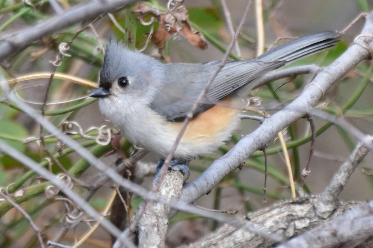 Tufted Titmouse - ML614951572