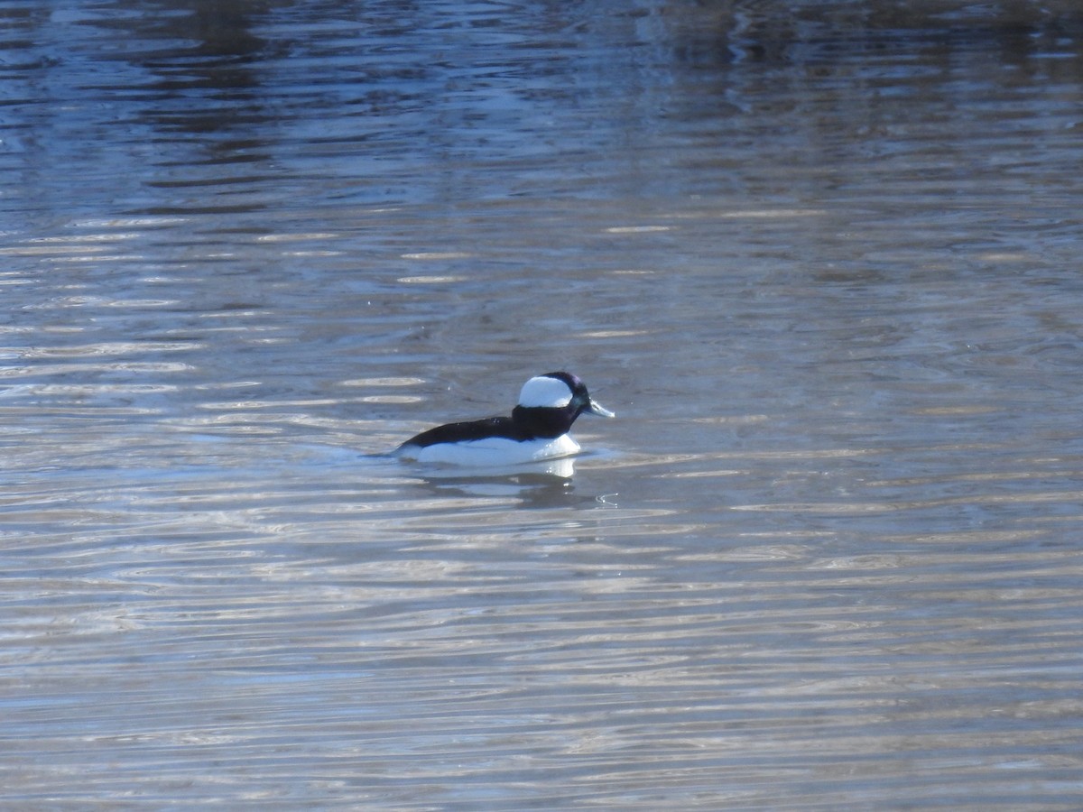 Bufflehead - Jane Baryames