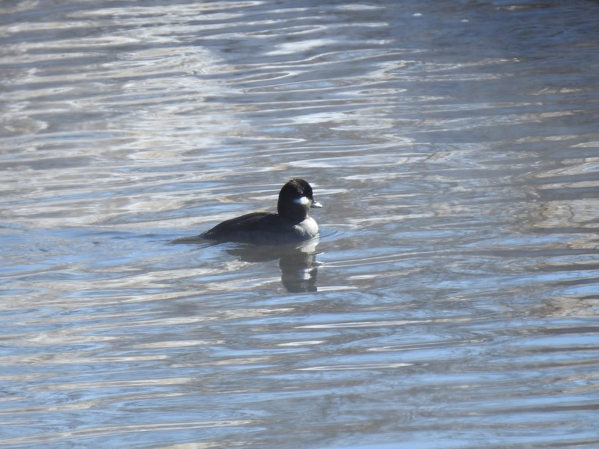 Bufflehead - ML614951577