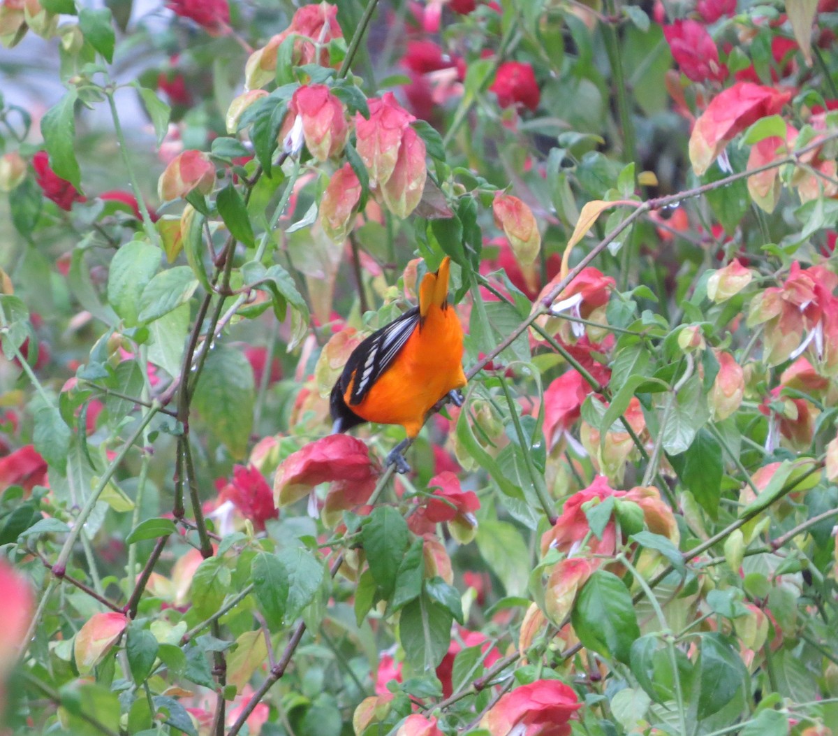 Baltimore Oriole - ML614951587