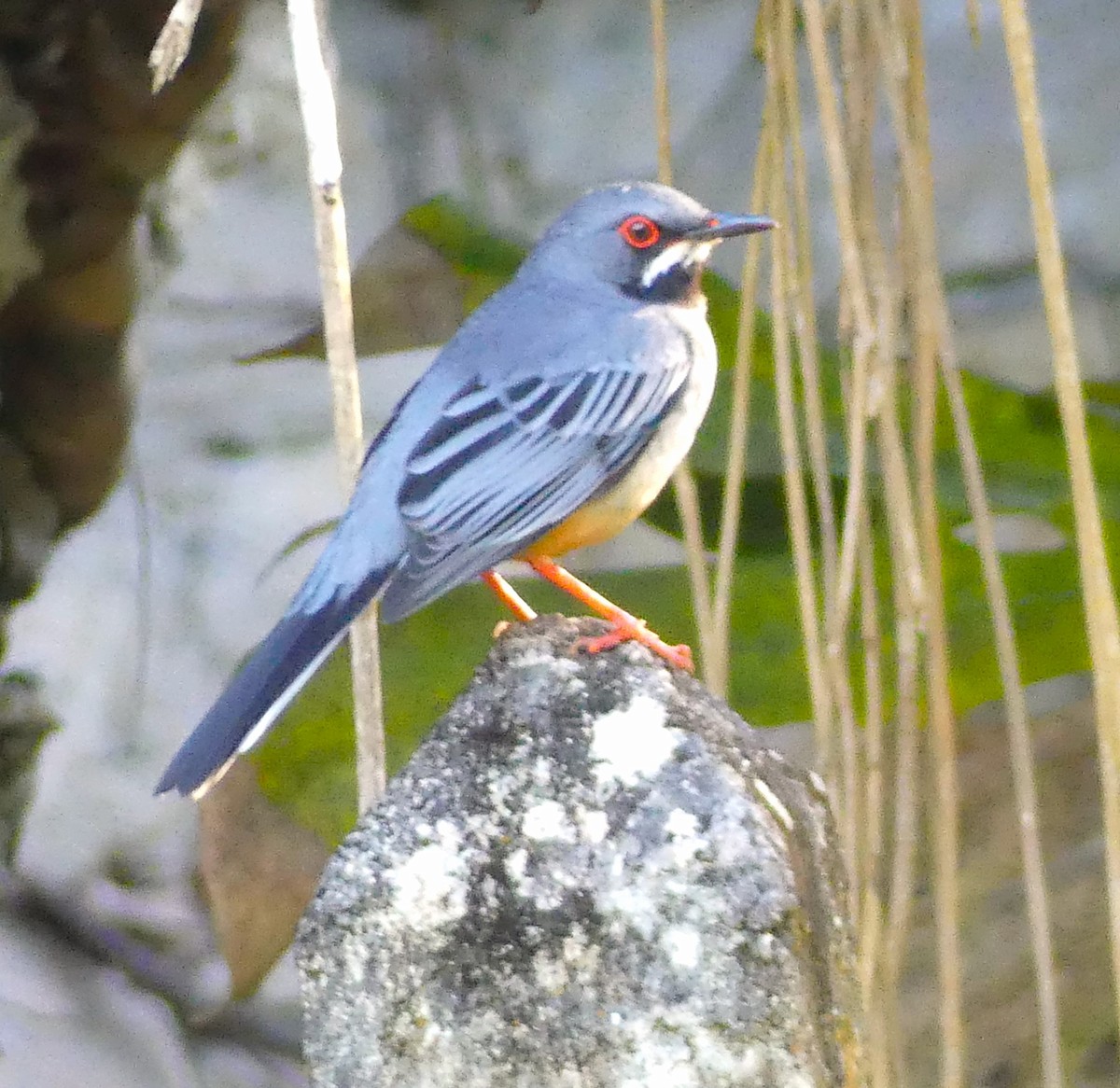 Red-legged Thrush - ML614951643