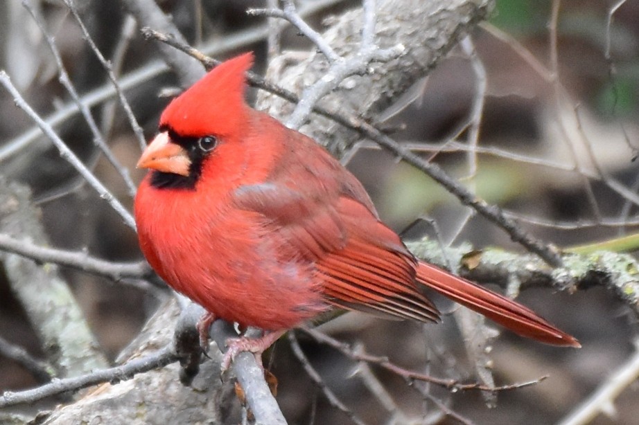 Cardinal rouge - ML614951656