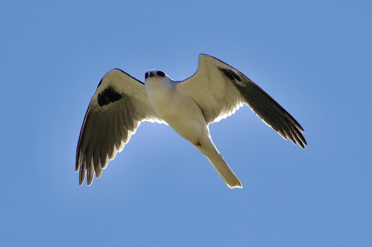 White-tailed Kite - Tim DeJonghe