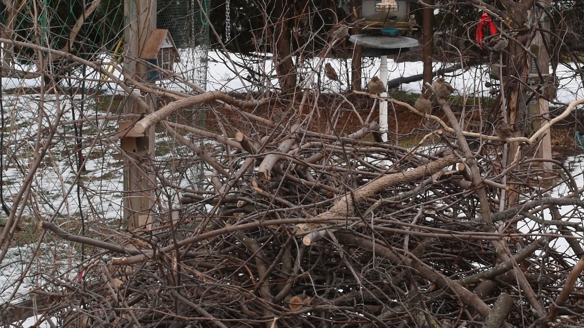 House Sparrow - ML614951717