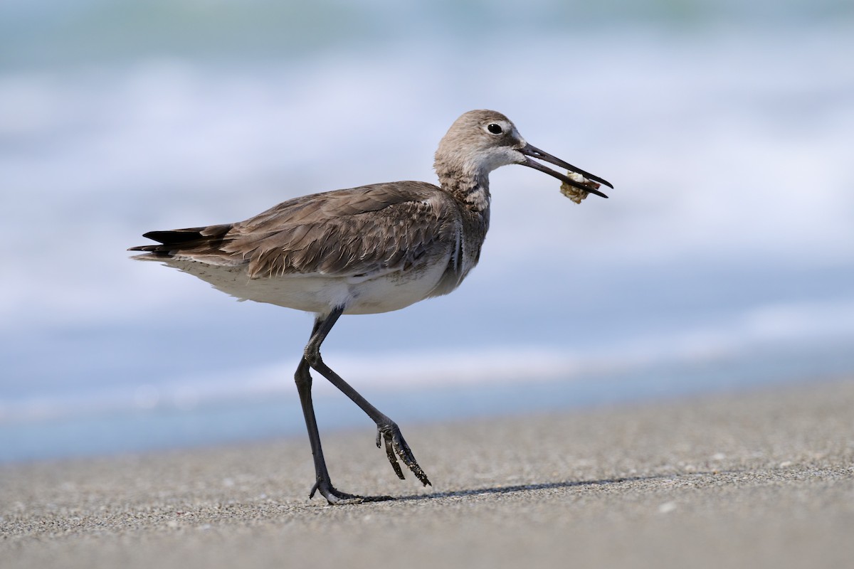 Willet - ML614951726