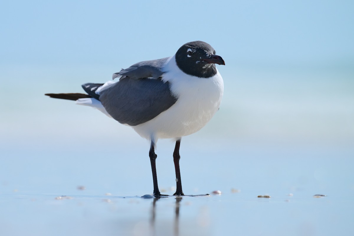 Mouette atricille - ML614951878