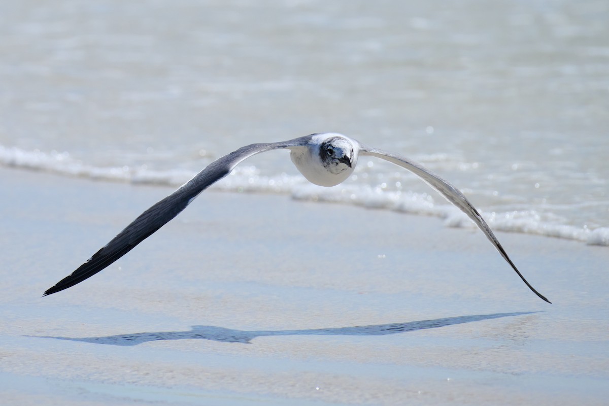 Laughing Gull - ML614951881