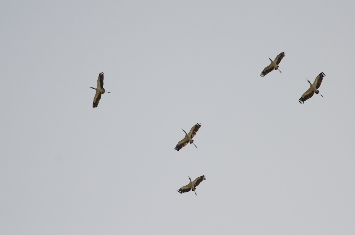 Wood Stork - ML614951900