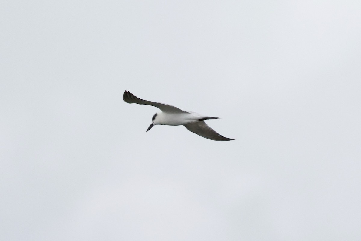 Gull-billed Tern - Hubert Stelmach