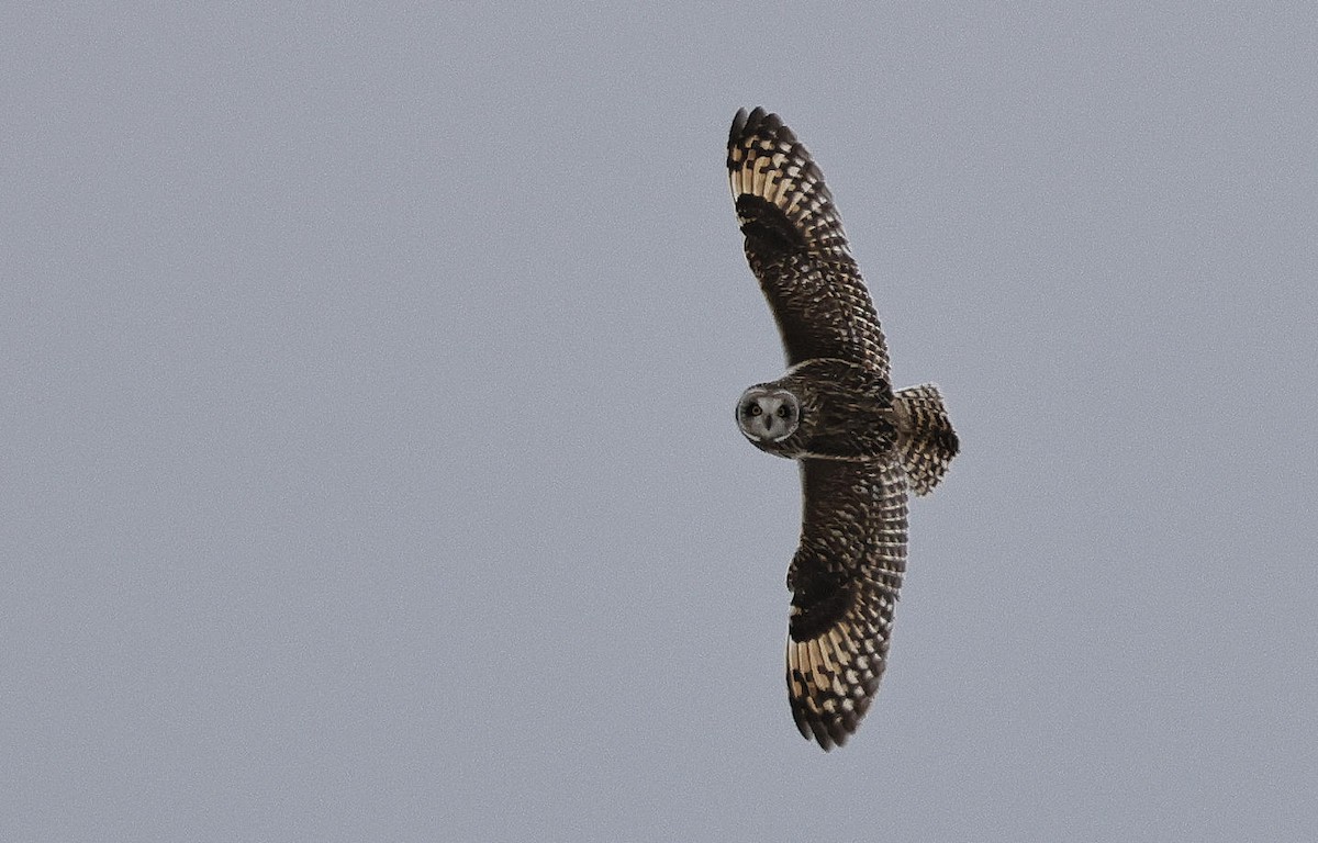 Short-eared Owl - ML614952082