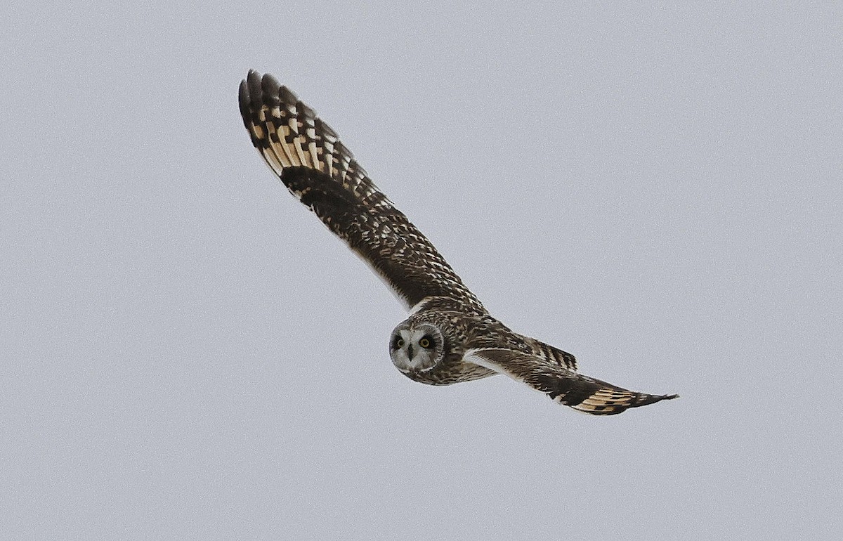 Short-eared Owl - ML614952083