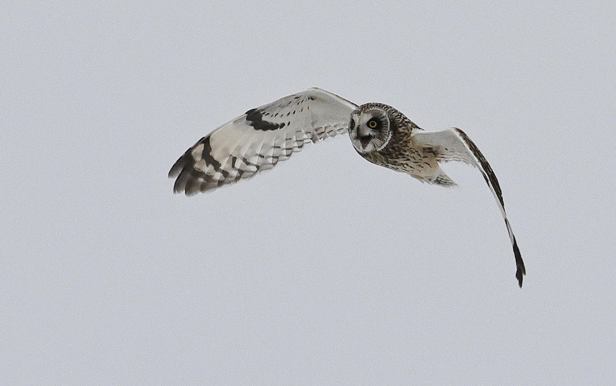 Short-eared Owl - ML614952085