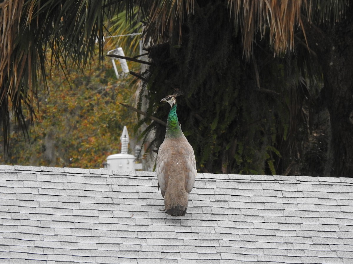 Indian Peafowl - ML614952102