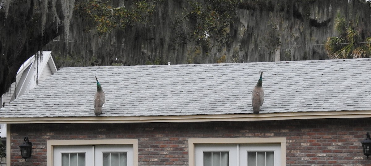 Indian Peafowl - ML614952129