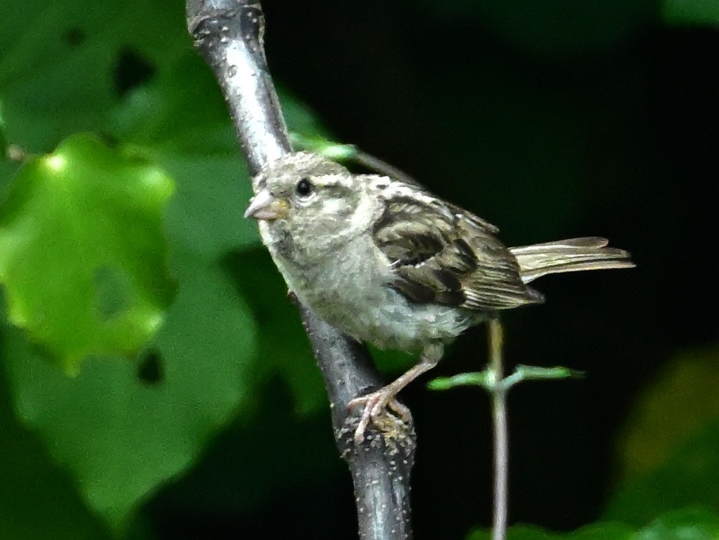 House Sparrow - ML614952132