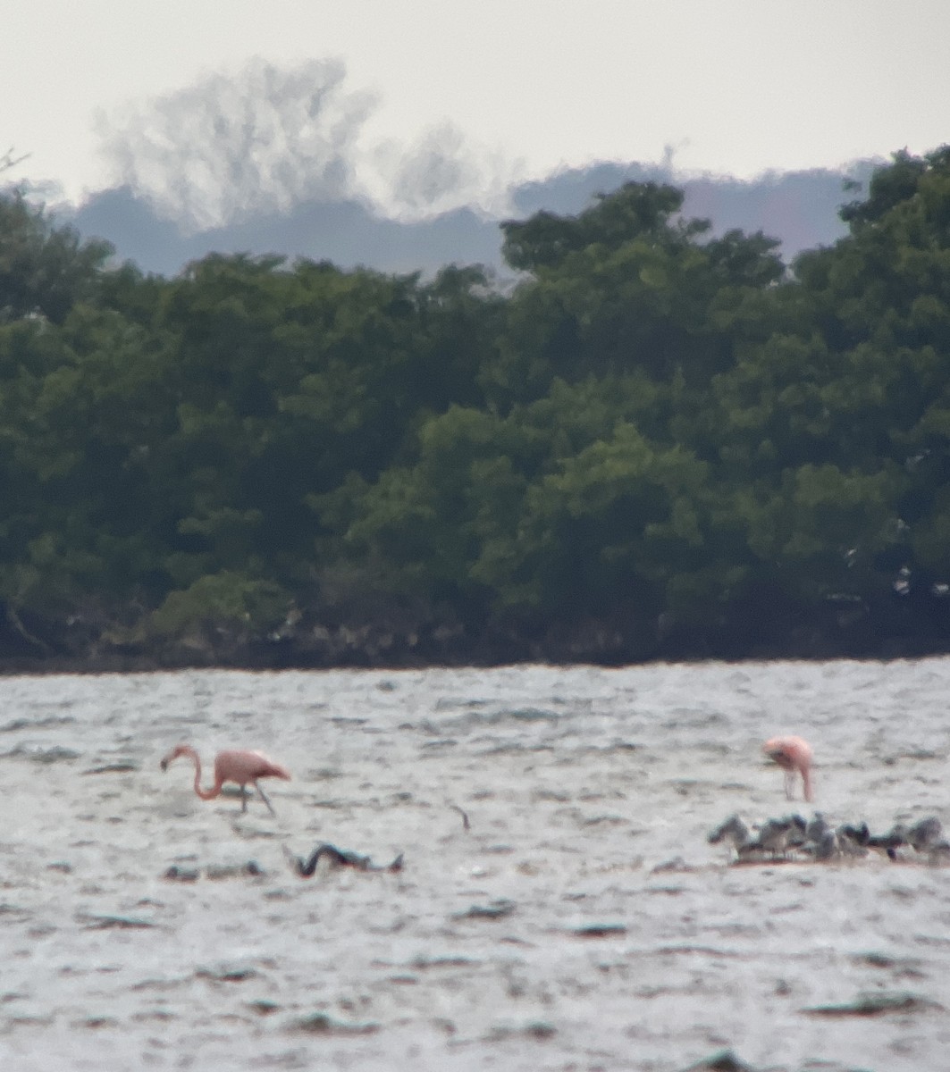 Amerika Flamingosu - ML614952172