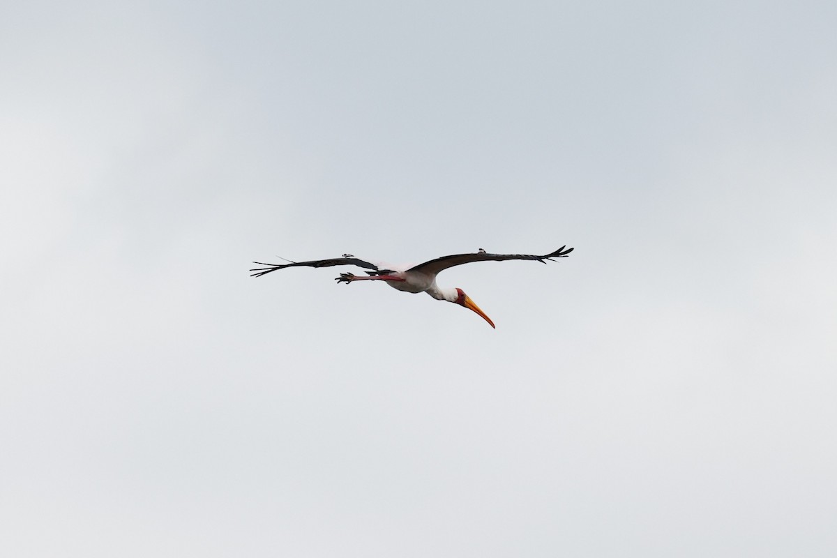 Tantale ibis - ML614952193