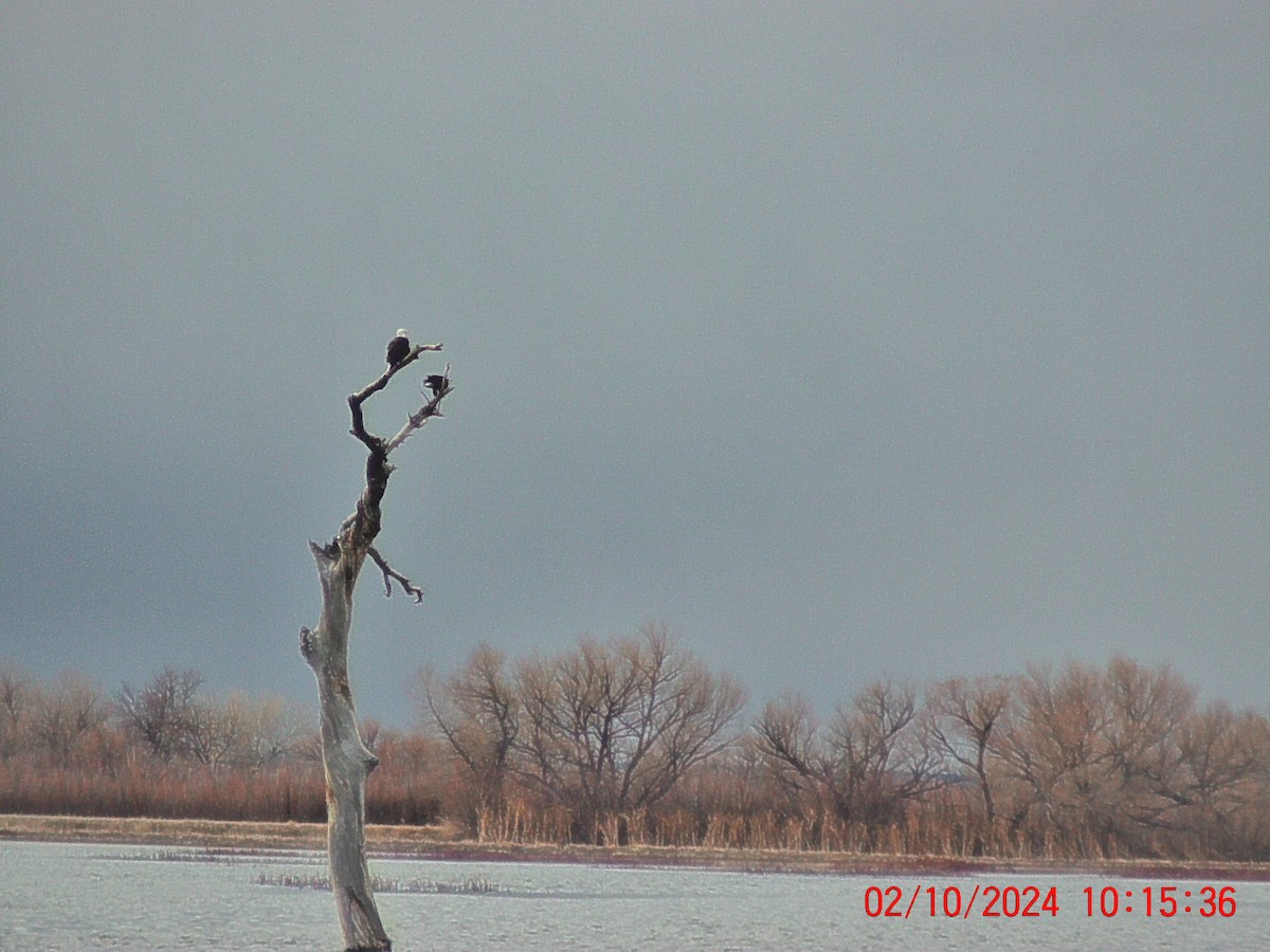 Bald Eagle - ML614952194