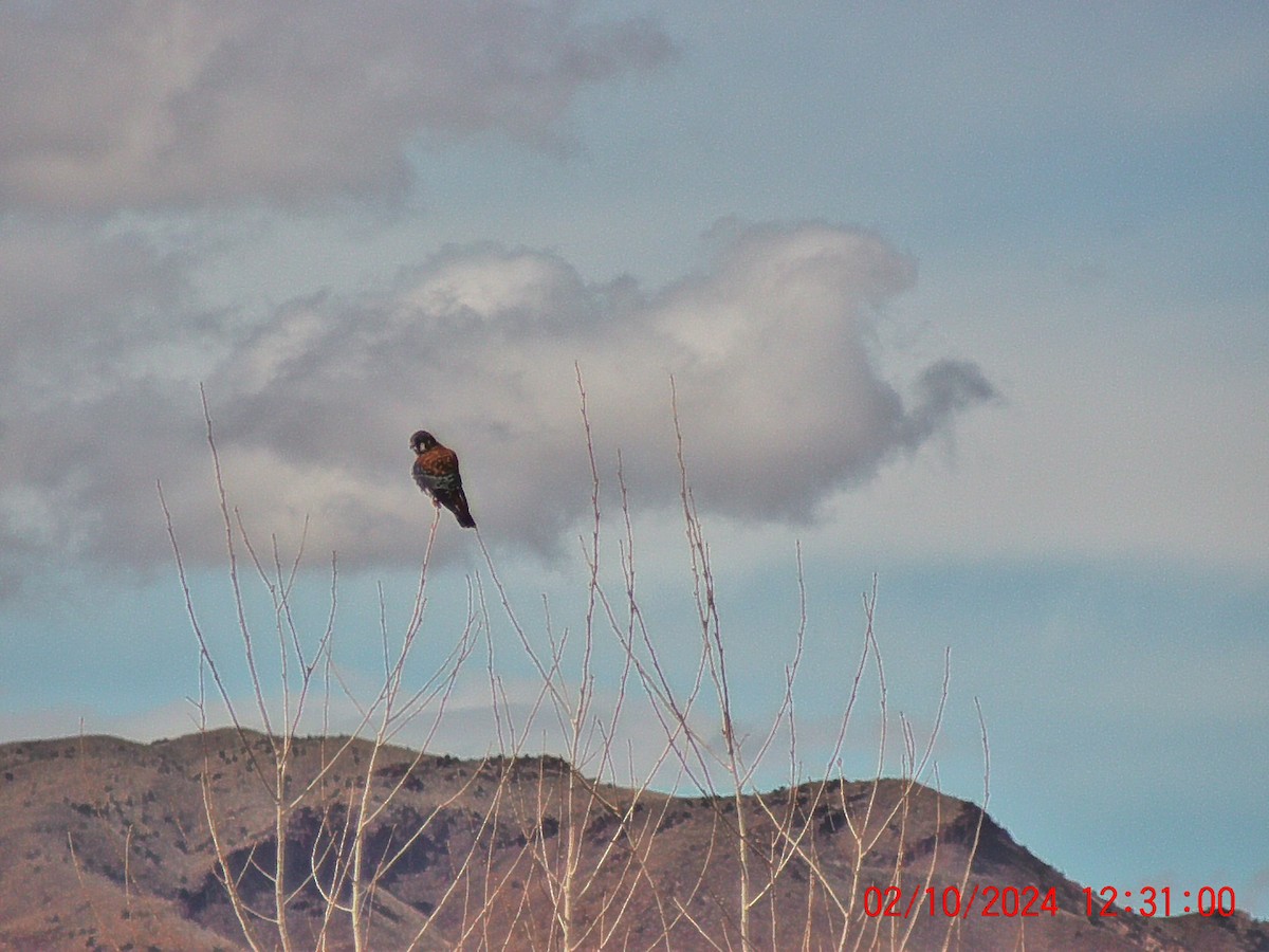 American Kestrel - ML614952209