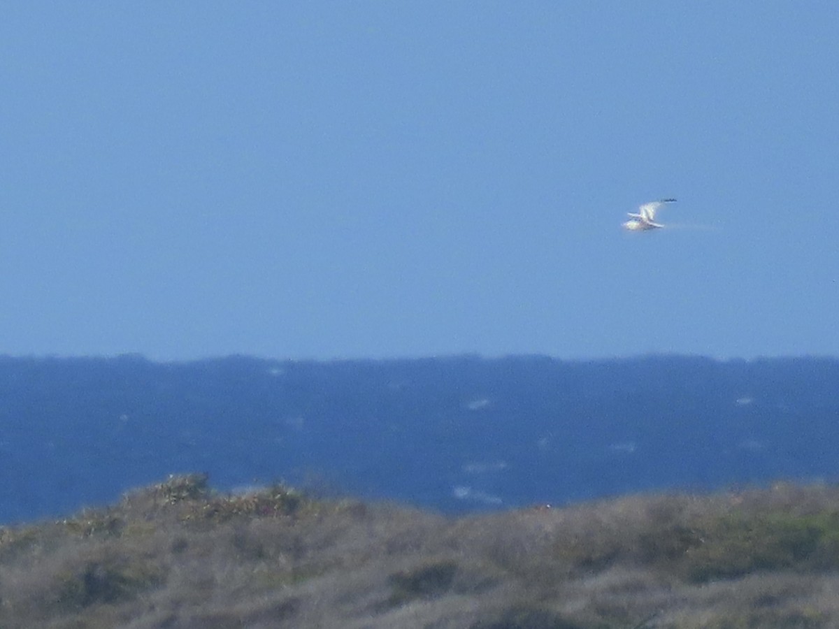 White-tailed Tropicbird - ML614952301