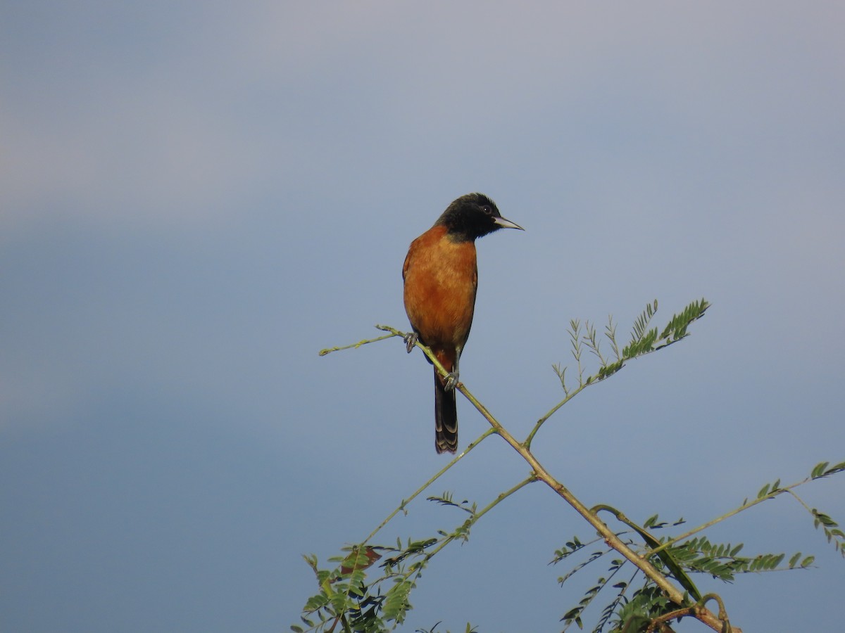 Orchard Oriole - ML614952346