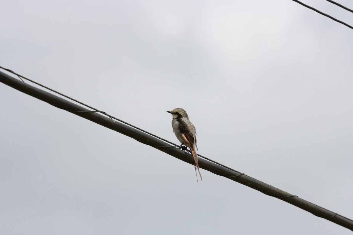 Streamer-tailed Tyrant - Janaina Souza