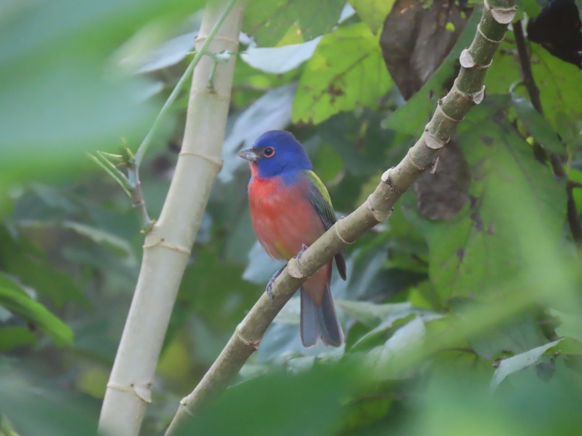 Painted Bunting - ML614952406