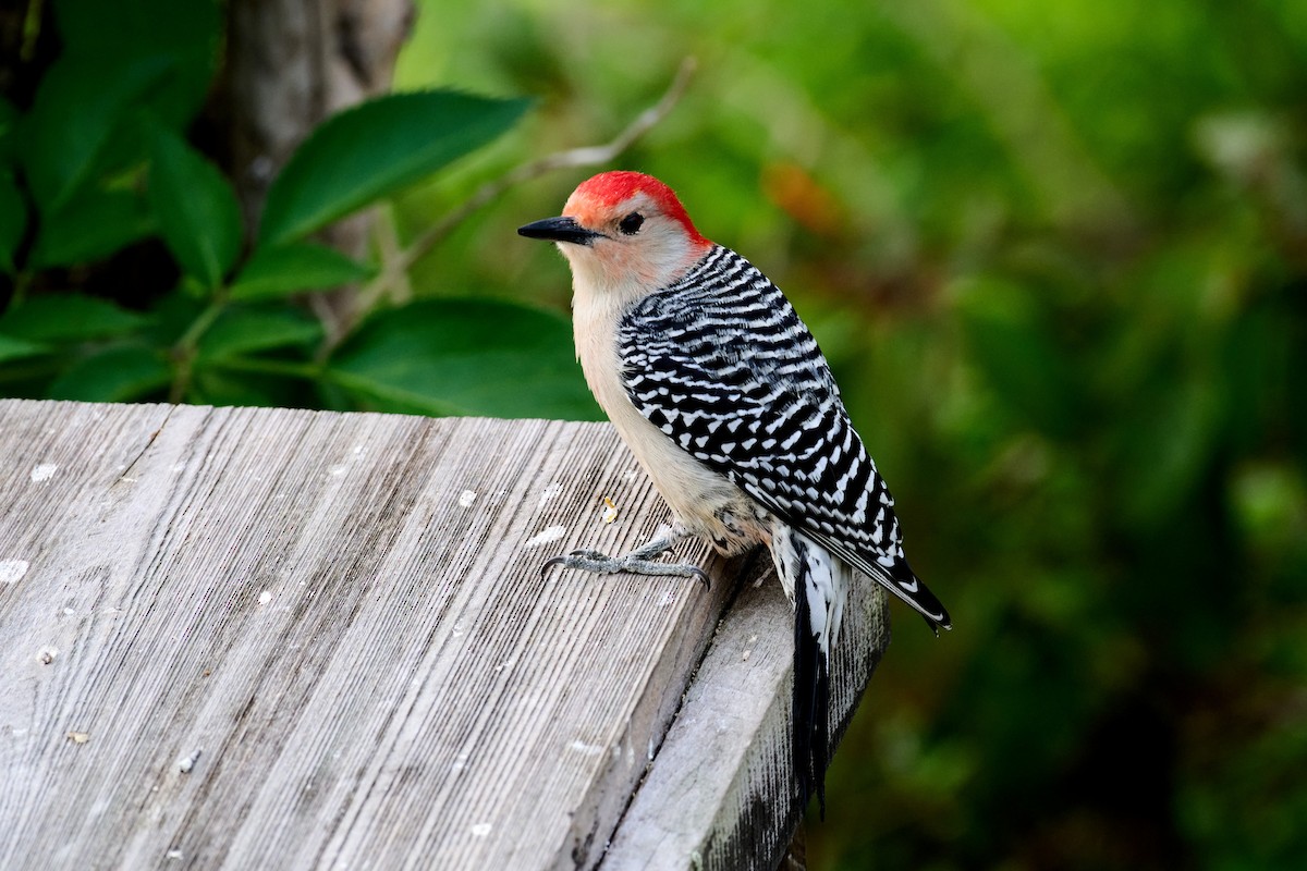 Red-bellied Woodpecker - ML614952417