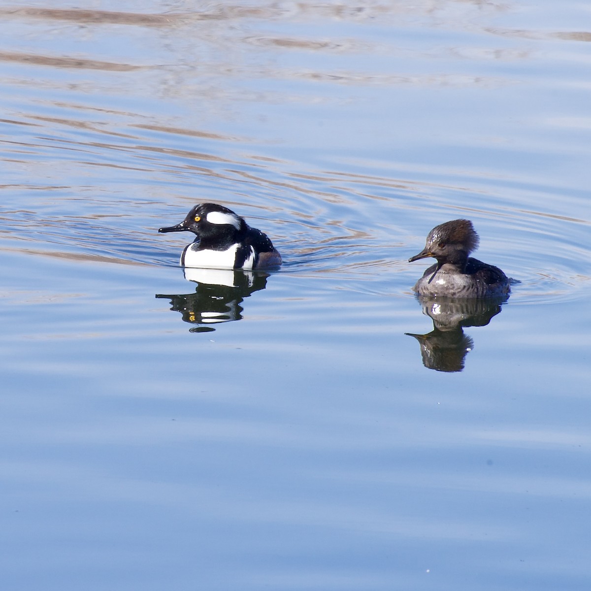 Hooded Merganser - ML614952431