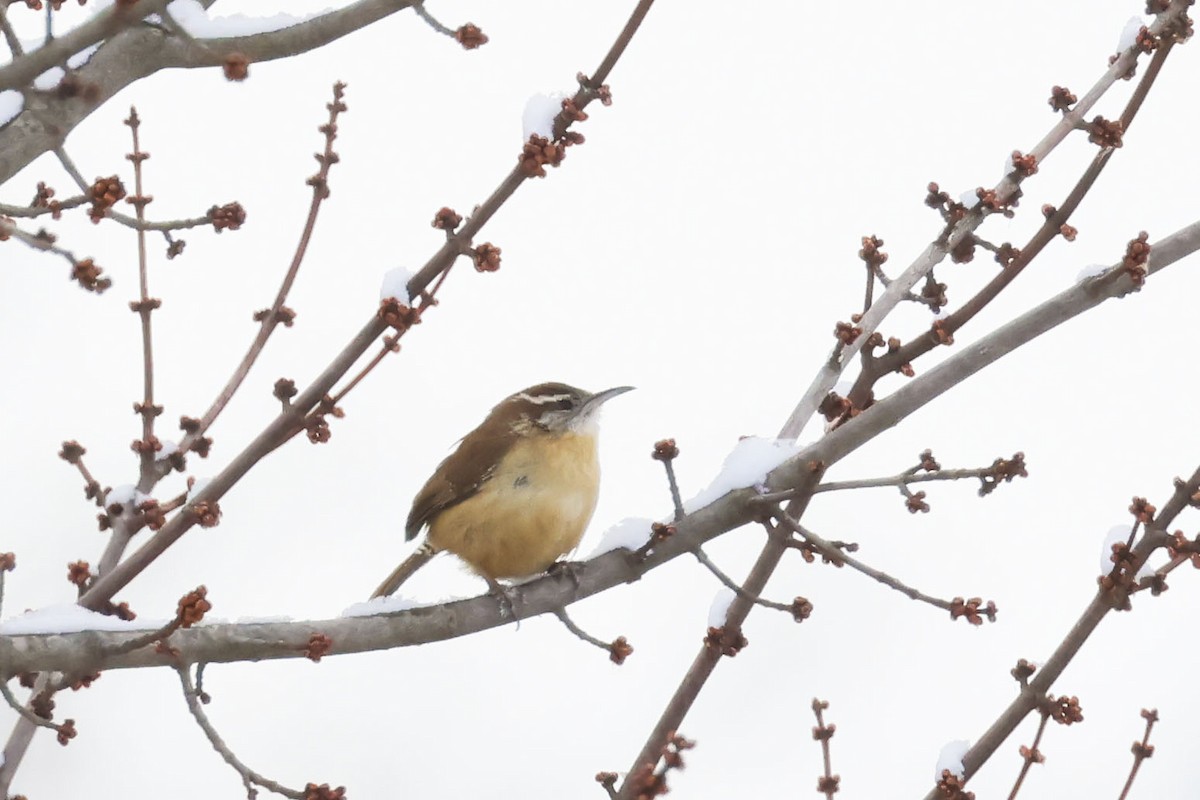 Carolina Wren - ML614952467