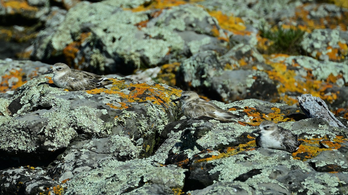 Red-breasted Dotterel - Donel Jensen